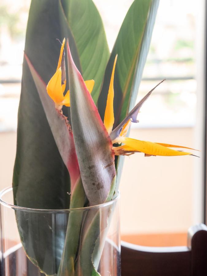 Freitas House Apartment Ponta do Sol  Ngoại thất bức ảnh